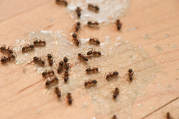 Best Wildlife Control Services  in Elizabeth City, NC